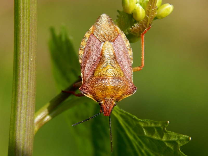 Carpocoris purpureipennis ?